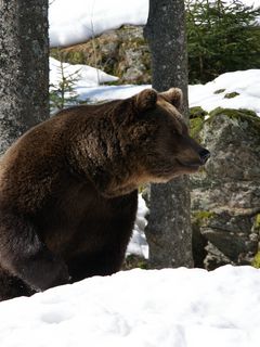 медведь спит зимой