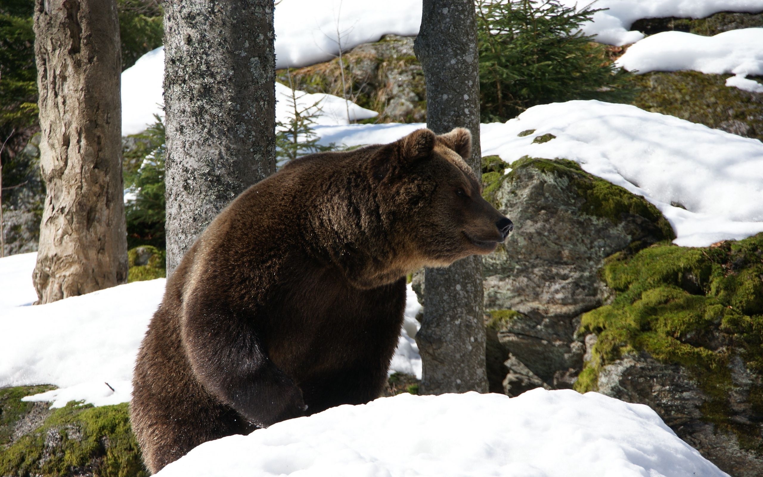 Медведь зимой фото