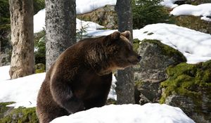 Превью обои евроазиатский медведь, медведь, зима, снег, деревья