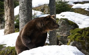 Превью обои евроазиатский медведь, медведь, зима, снег, деревья