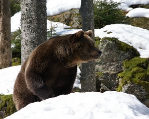 Превью обои евроазиатский медведь, медведь, зима, снег, деревья