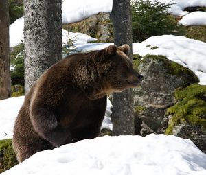 Превью обои евроазиатский медведь, медведь, зима, снег, деревья