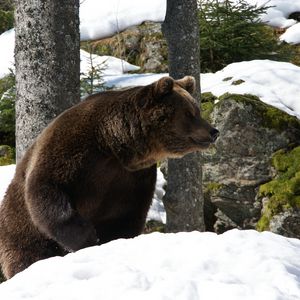 Превью обои евроазиатский медведь, медведь, зима, снег, деревья