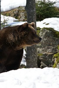 Превью обои евроазиатский, медведь, снег, трава, мох, зима