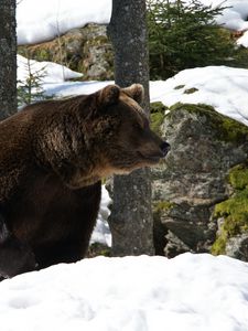 Превью обои евроазиатский, медведь, снег, трава, мох, зима