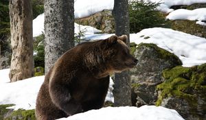 Превью обои евроазиатский, медведь, снег, трава, мох, зима