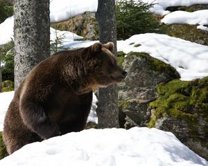 Превью обои евроазиатский, медведь, снег, трава, мох, зима