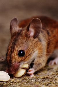 Превью обои европейская мышь, мышь, грызун, орехи, еда