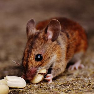 Превью обои европейская мышь, мышь, грызун, орехи, еда