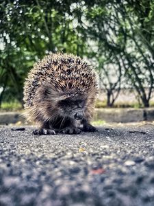 Превью обои еж, животное, асфальт, размытие
