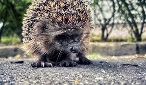 Превью обои еж, животное, асфальт, размытие