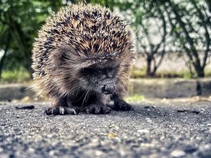 Превью обои еж, животное, асфальт, размытие