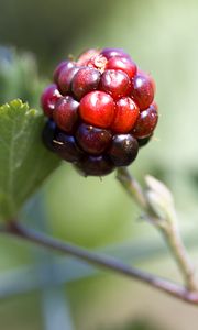 Превью обои ежевика, ягода, листья, ветка, макро