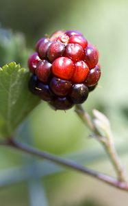 Превью обои ежевика, ягода, листья, ветка, макро