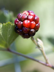 Превью обои ежевика, ягода, листья, ветка, макро
