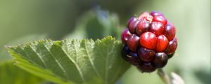 Превью обои ежевика, ягода, листья, ветка, макро
