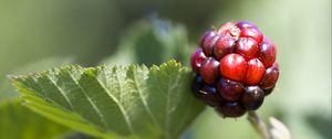 Превью обои ежевика, ягода, листья, ветка, макро