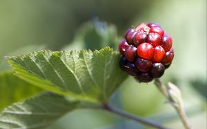Превью обои ежевика, ягода, листья, ветка, макро
