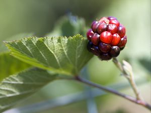Превью обои ежевика, ягода, листья, ветка, макро