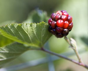 Превью обои ежевика, ягода, листья, ветка, макро