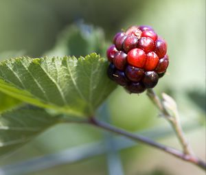 Превью обои ежевика, ягода, листья, ветка, макро