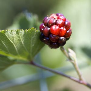 Превью обои ежевика, ягода, листья, ветка, макро