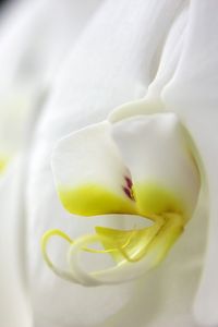 Превью обои фаленопсис, цветок, лепестки, белый, макро