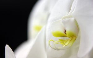 Превью обои фаленопсис, цветок, лепестки, белый, макро