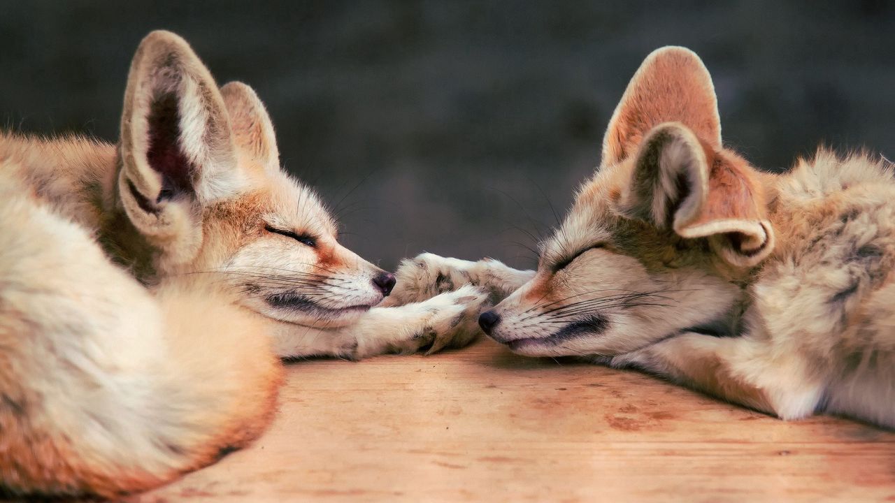 Обои fennec fox, лиса, пара, лежать, сон, морда