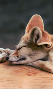 Превью обои fennec fox, лиса, пара, лежать, сон, морда