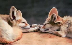 Превью обои fennec fox, лиса, пара, лежать, сон, морда
