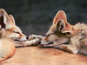 Превью обои fennec fox, лиса, пара, лежать, сон, морда