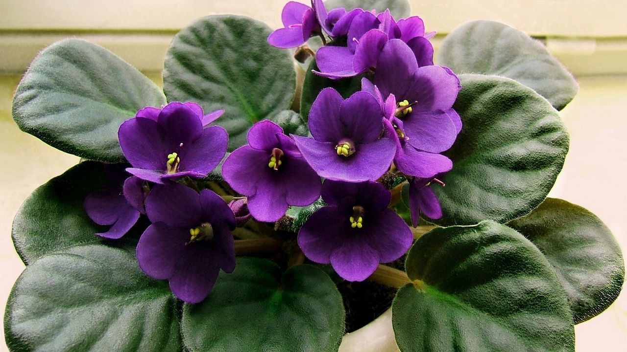Фиолетовые Домашние Цветы