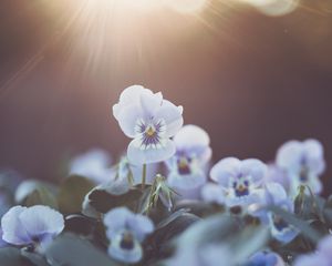 Превью обои фиалка, цветок, лепестки, светлый, размытие