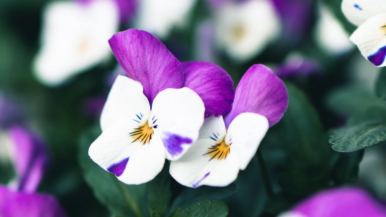 Обои фиалки, цветы, фиолетовый, белый, цветение, растение