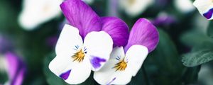 Превью обои фиалки, цветы, фиолетовый, белый, цветение, растение