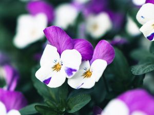 Превью обои фиалки, цветы, фиолетовый, белый, цветение, растение
