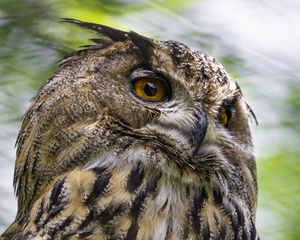 Превью обои филин, птица, дикая природа