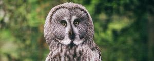 Превью обои филин, птица, хищник, взгляд