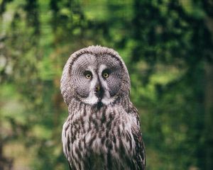 Превью обои филин, птица, хищник, взгляд