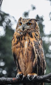 Превью обои филин, птица, коричневый, дикая природа