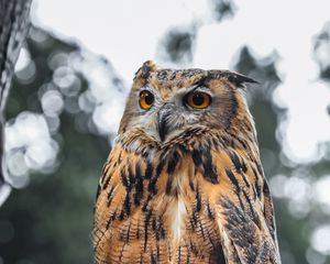 Превью обои филин, птица, коричневый, дикая природа