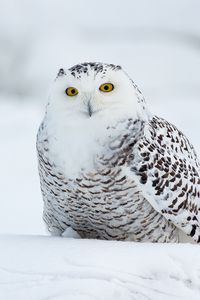 Превью обои филин, птица, забавный, белый