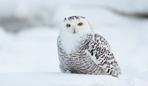 Превью обои филин, птица, забавный, белый