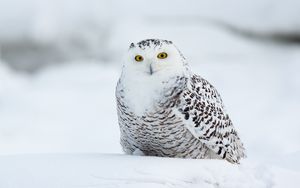 Превью обои филин, птица, забавный, белый