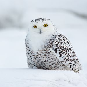 Превью обои филин, птица, забавный, белый