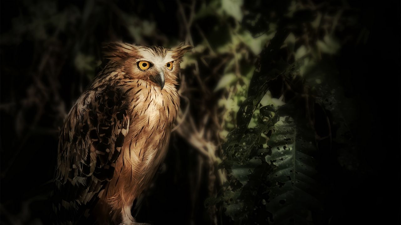 Обои филин, сова, птица, дикая природа, перья