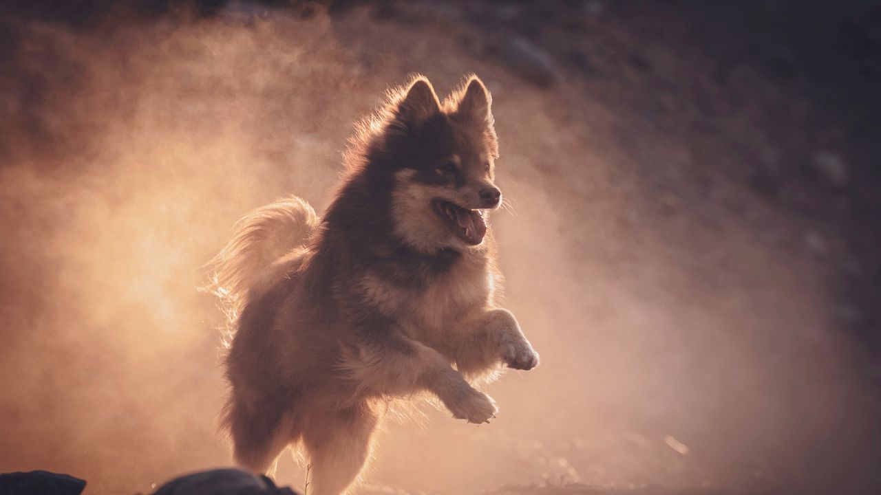 Обои финский лаппхунд, собака, питомец, прыжок, туман