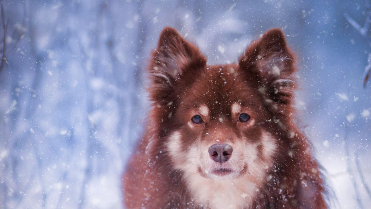Обои финский лаппхунд, собака, питомец, снег