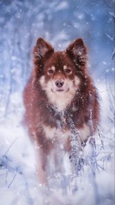 Превью обои финский лаппхунд, собака, питомец, снег